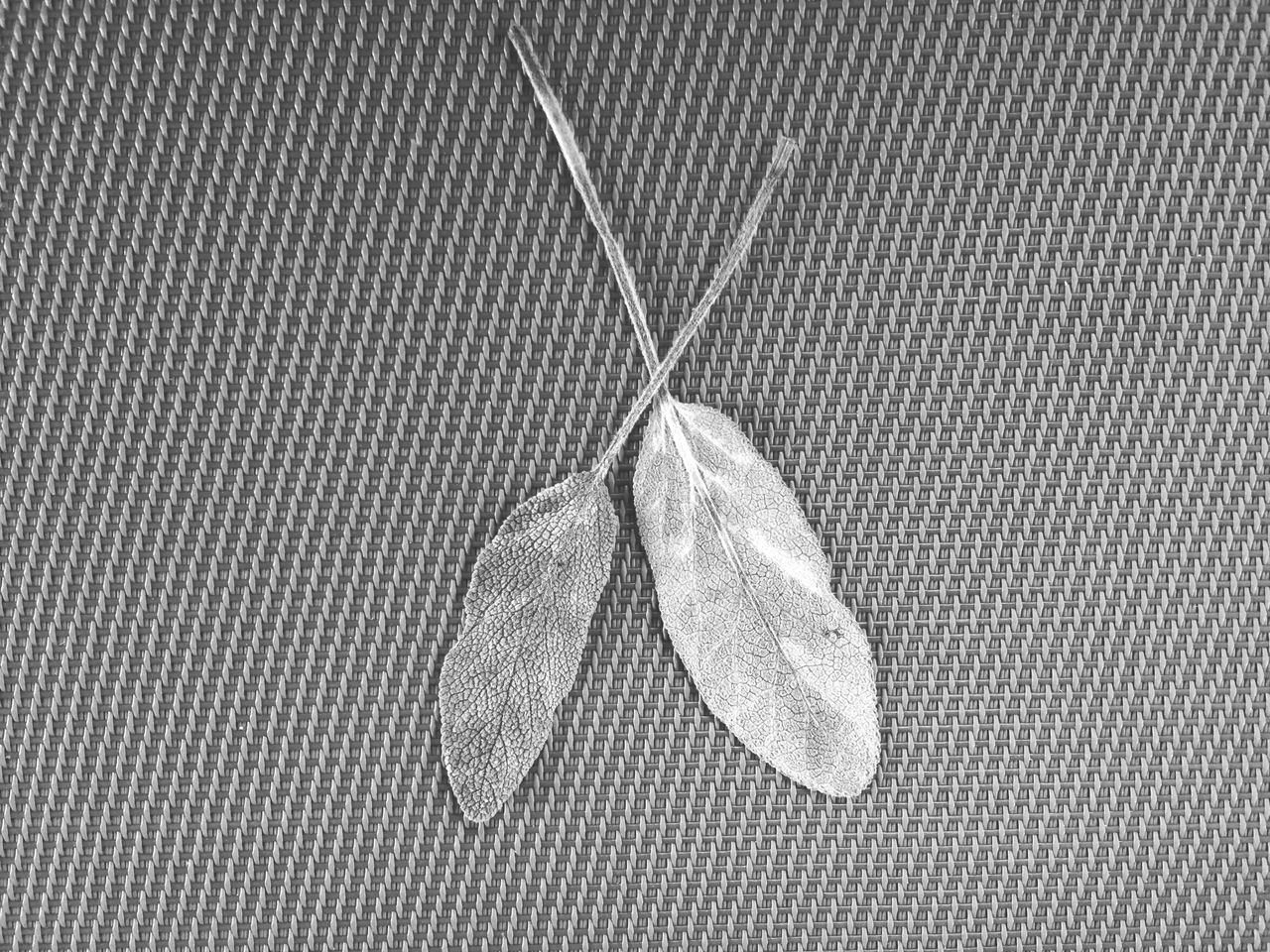 HIGH ANGLE VIEW OF LEAF HANGING ON METAL SURFACE