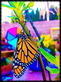 Close-up of butterfly on purple flower