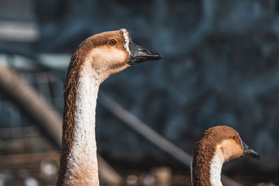 Close-up of a bird