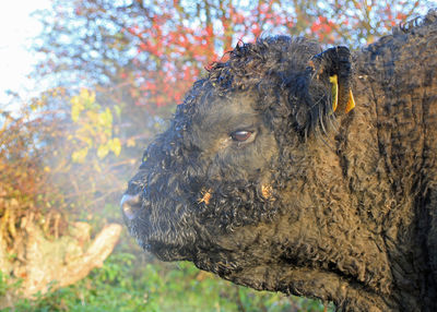 Close-up of giraffe during autumn