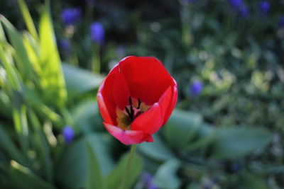 Close-up of red flower blooming outdoors