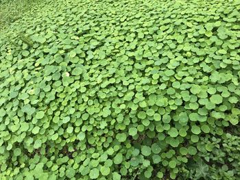 Full frame shot of plants