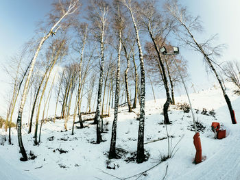 Bare trees on snow covered field against sky