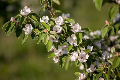 Close-up of white flowering plant