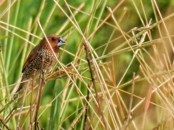 Close-up of brown bird perching