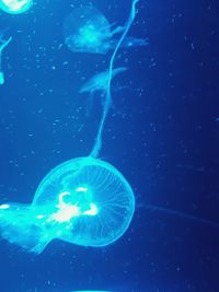 Jellyfish swimming in sea