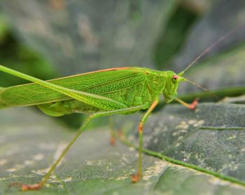 Close-up of insect on leaf