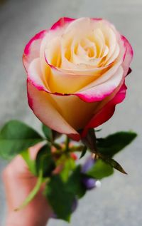 Close-up of pink rose