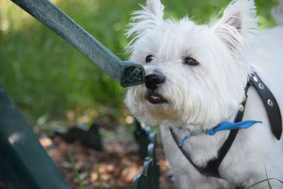 West highland white terrier by chair on field