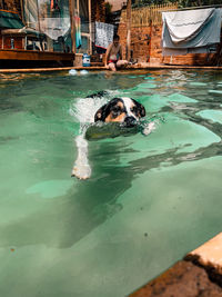 Dog swimming in pool