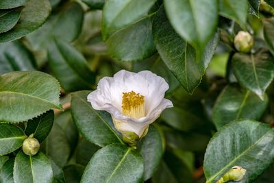 Close-up of white flowering plant