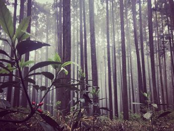 Bamboo trees in forest