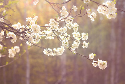 Close-up of cherry blossoms in spring