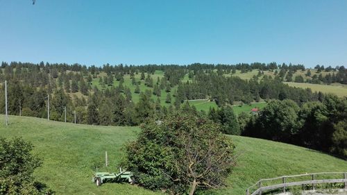 Trees on grassy field