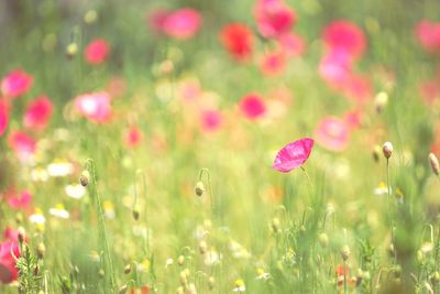 Close-up of flowers blooming on field