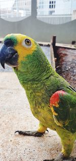 Close-up of parrot perching