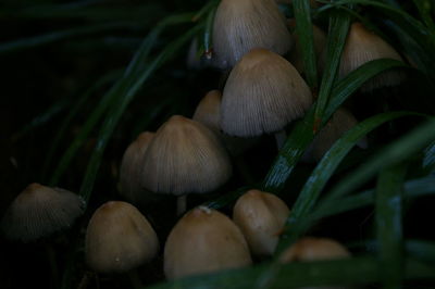 Close-up of mushrooms