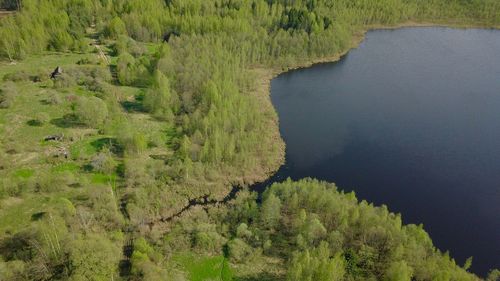 High angle view of trees growing in forest