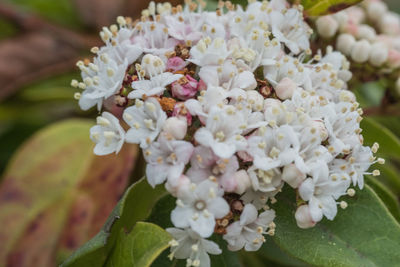 Close-up of insect on flowers