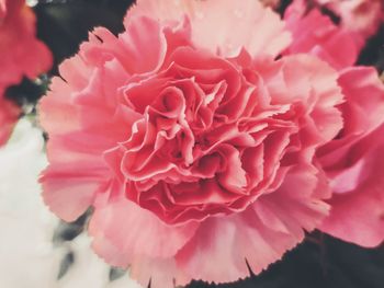 Close-up of pink rose flower