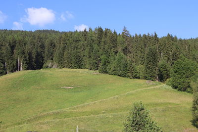 Scenic view of trees on field against sky