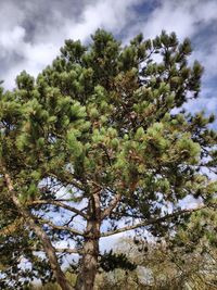 Low angle view of pine tree against sky