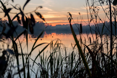 Silhouette plants by lake against sky during sunset