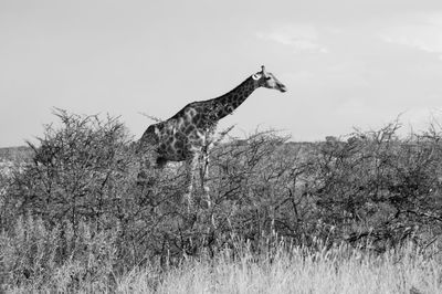 Low angle view of giraffe on landscape against sky