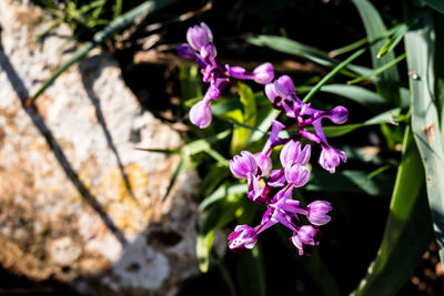 Close-up of pink flowers on branch