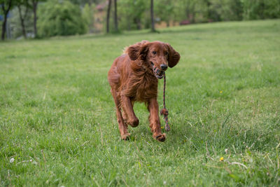 Irish setter running on grassy field