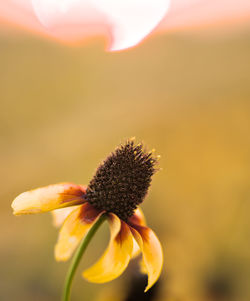 Close-up of yellow flower