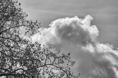 Low angle view of flowering tree against cloudy sky