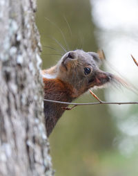 Close-up of squirrel on tree trunk