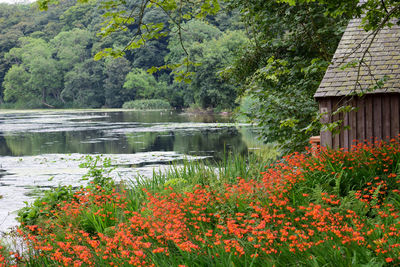 View of flowering plants in front of water