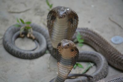 Close-up of snail