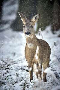 Portrait of deer on snow covered land