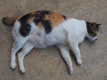 High angle view of cat lying on floor