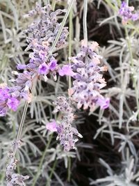 Close-up of purple flowers