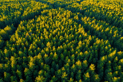 Directly above aerial drone full frame shot of green pine forests with beautiful texture of treetops