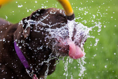 Close-up of dog playing in water