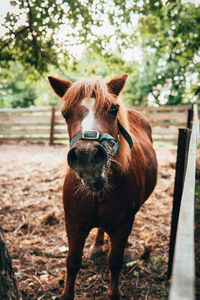 Horse standing on field