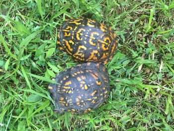 High angle view of tortoise on grass