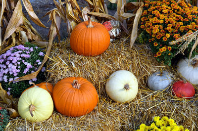 High angle view of pumpkins on plant