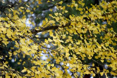 Full frame shot of yellow leaves on tree