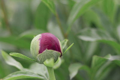 Close-up of pink flower