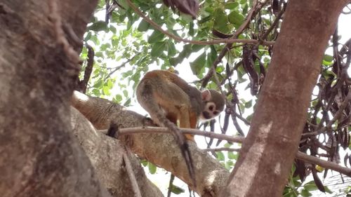 Low angle view of monkey on tree against sky