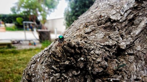 Insect on tree trunk