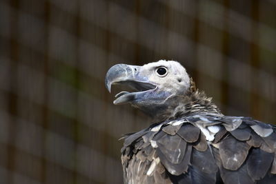 Close-up of eagle