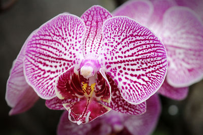 Close-up of pink orchid flower