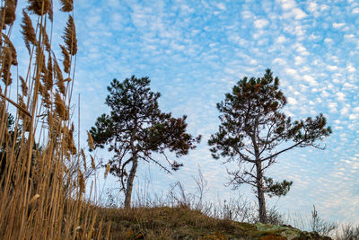 Low angle view of pine trees on field against sky